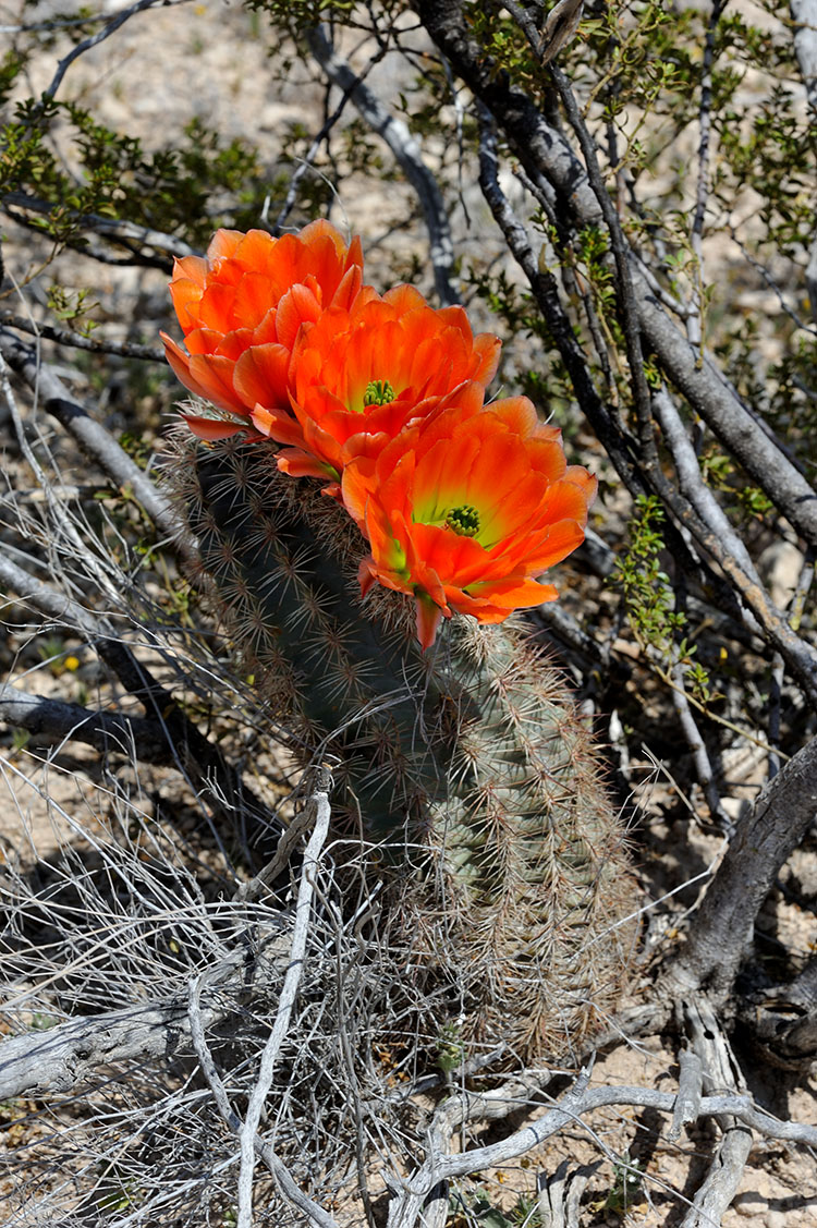 Echinocereus xlloydii, USA, Texas, Pecos Co.