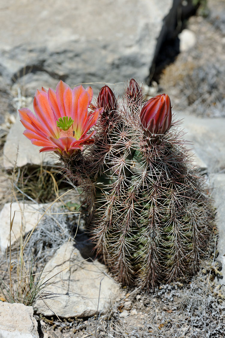Echinocereus xlloydii, USA, Texas, Pecos Co.