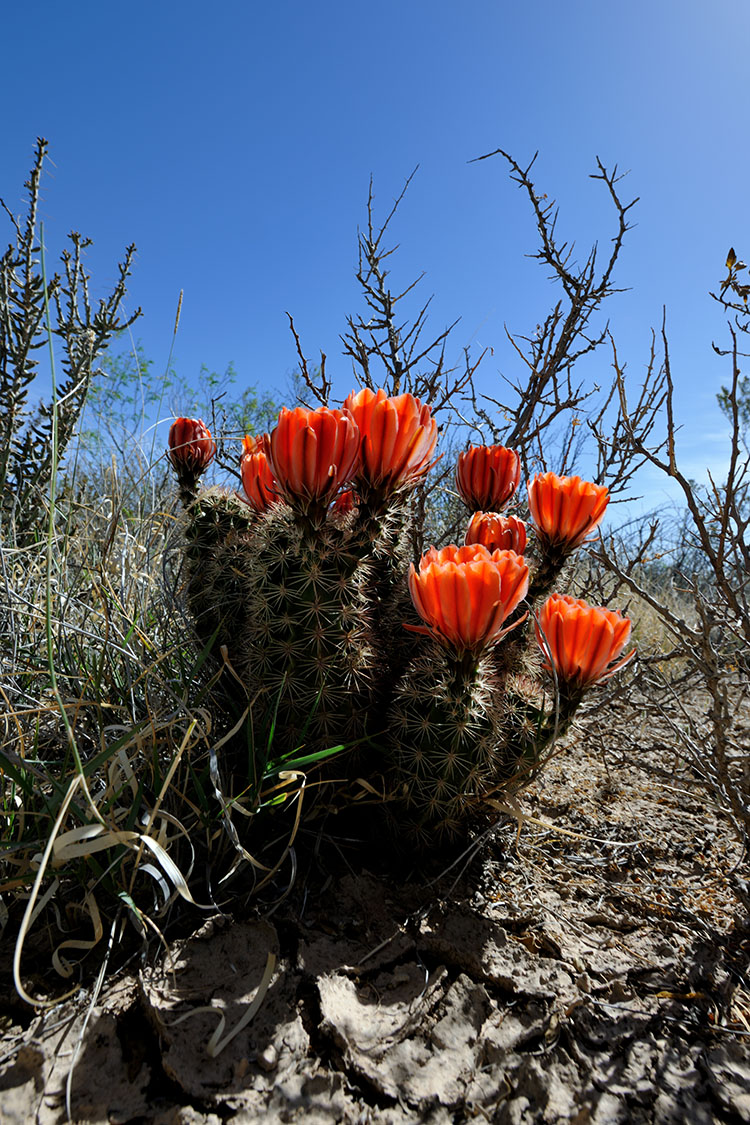 Echinocereus xlloydii, USA, Texas, Pecos Co.