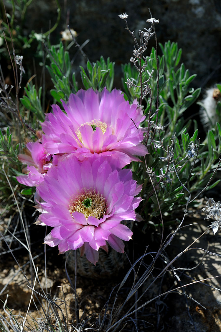 Echinocereus reichenbachii subsp. caespitosus, USA, Texas, Shackelford Co.