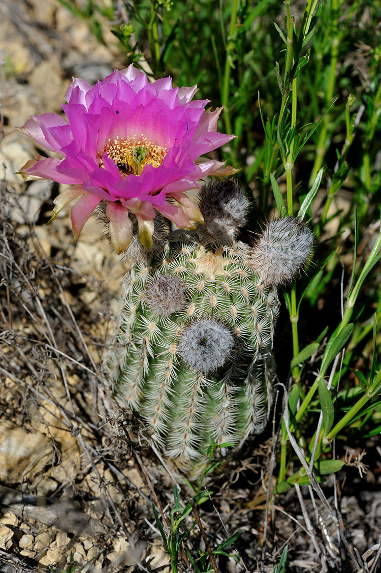 Echinocereus reichenbachii subsp. caespitosus, USA, Texas, Shackelford Co.