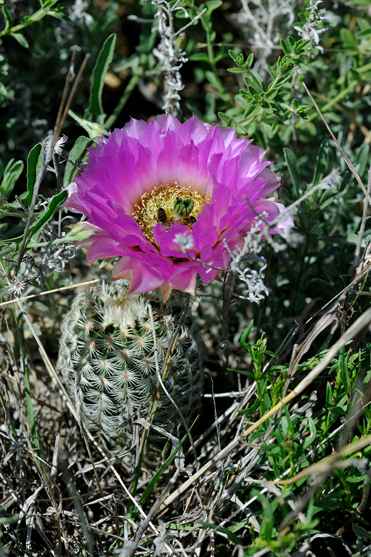 Echinocereus reichenbachii subsp. caespitosus, USA, Texas, Shackelford Co.