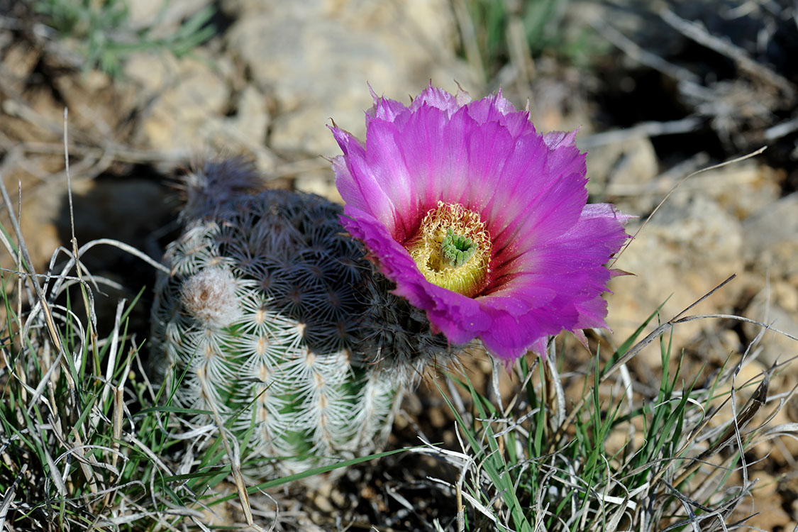 Echinocereus reichenbachii subsp. caespitosus, USA, Texas, Shackelford Co.