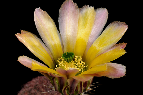 Echinocereus pectinatus subsp. rutowiorum, Mexico, Chihuahua, Chihuahua - Cuauthemoc