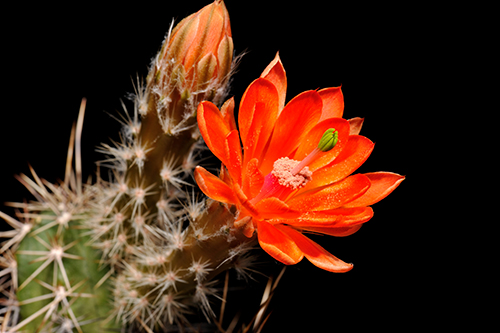 Echinocereus salm-dyckianus, Mexico, Chihuahua, Basaseachic