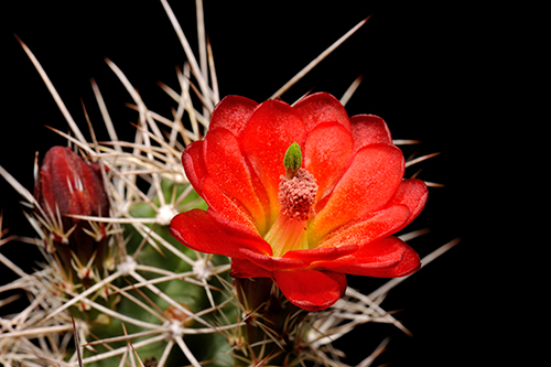 Echinocereus mojavensis, USA, Utah, Cisco