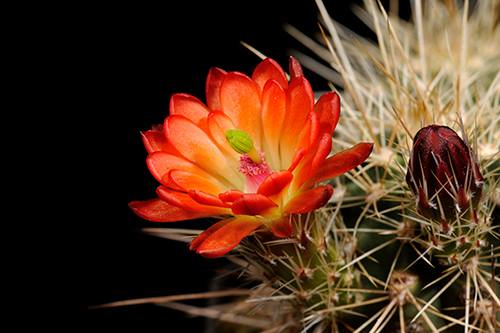 Echinocereus coccineus, USA, New Mexico, Taos