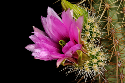 Echinocereus ledingii, USA, Arizona