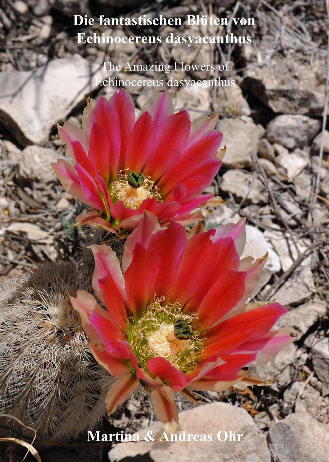 Die fantastischen Blüten von Echinocereus dasyacanthus (eBook)