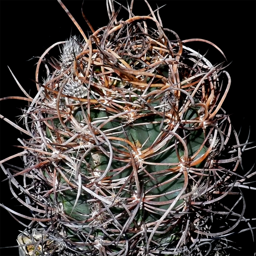 Echinocereus lindsayi, Mexico, Baja California (Video)