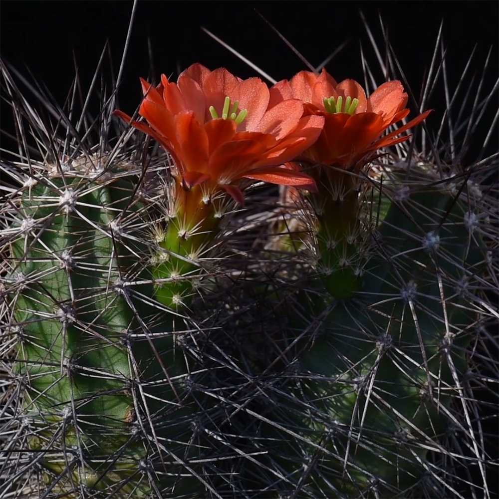 Echinocereus pacificus subsp. mombergerianus, Mexico, Baja California, Sierra San Pedro Martir (Video)