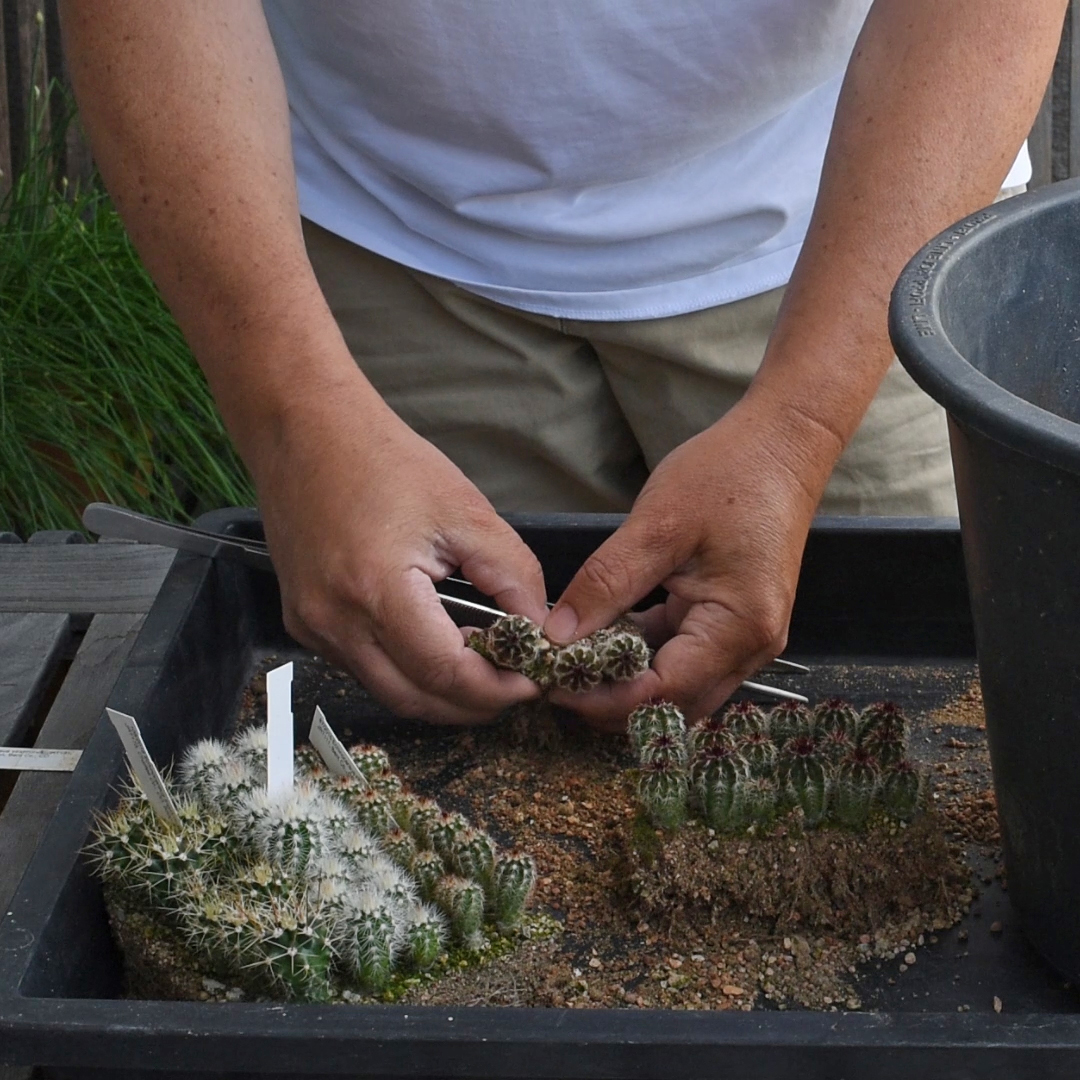 Echinocereus Sämlinge pikieren (Video)