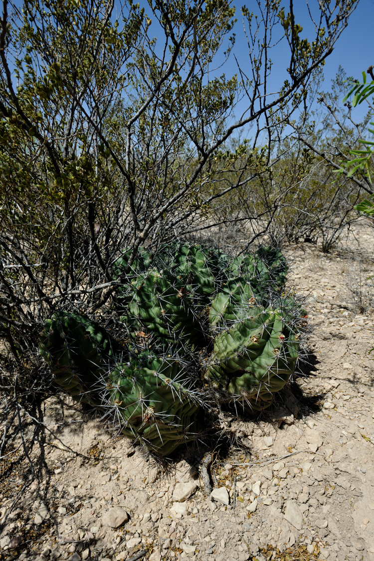 Echinocereus coccineus subsp. caucispinus, USA, Texas, Pecos Co.