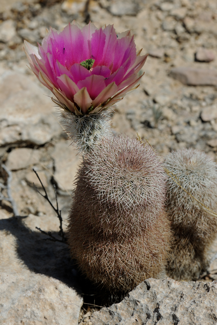 Echinocereus dasyacanthus, USA, Texas, Pecos Co.