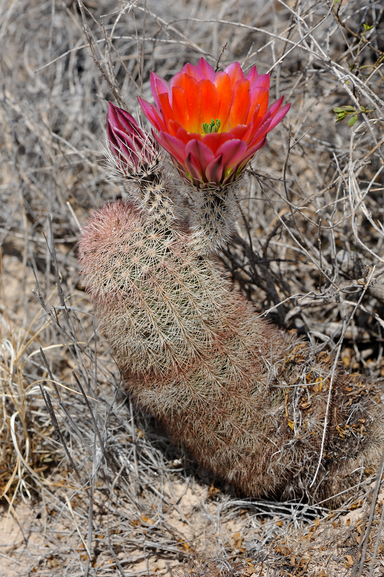 Echinocereus dasyacanthus, USA, Texas, Pecos Co.