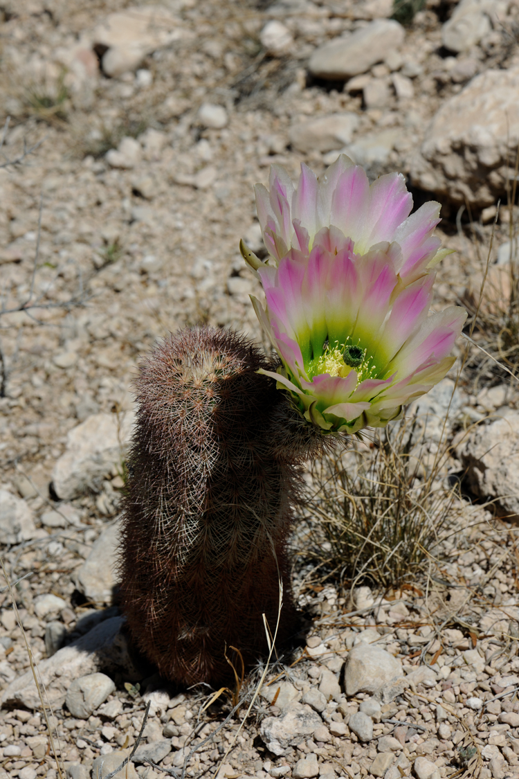Echinocereus dasyacanthus, USA, Texas, Pecos Co.