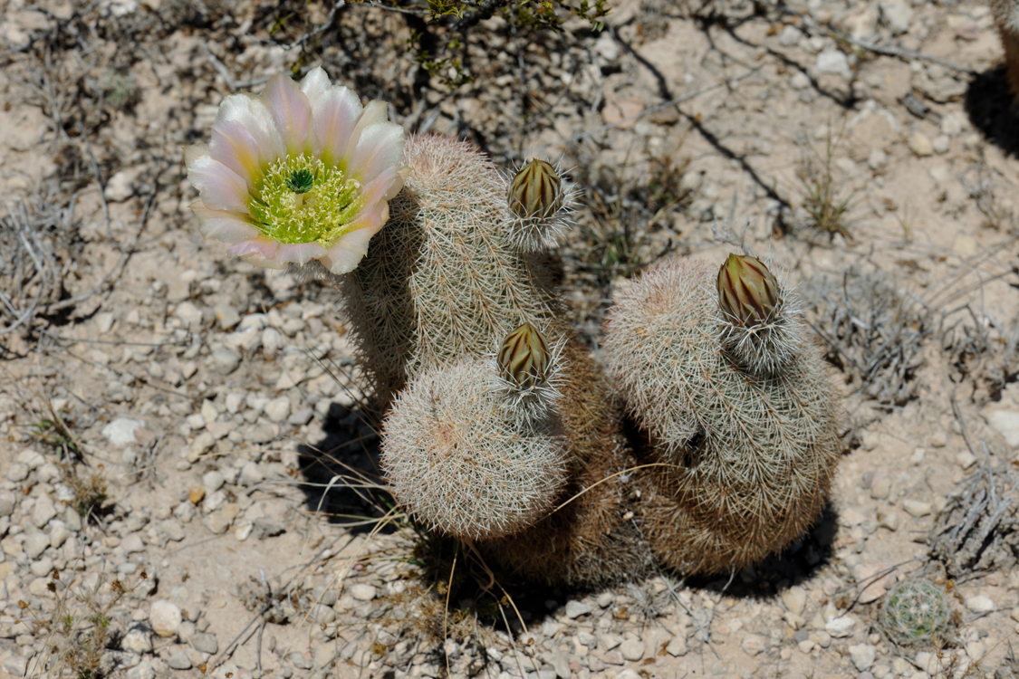 Echinocereus dasyacanthus, USA, Texas, Pecos Co.