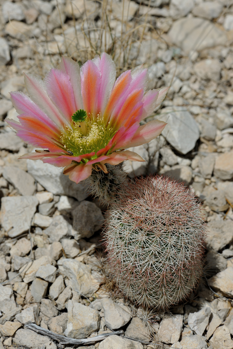 Echinocereus dasyacanthus, USA, Texas, Pecos Co.