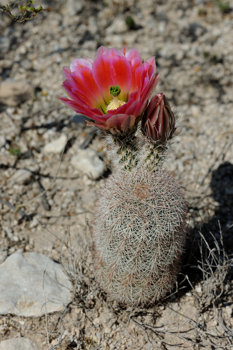 Echinocereus dasyacanthus, USA, Texas, Pecos Co.