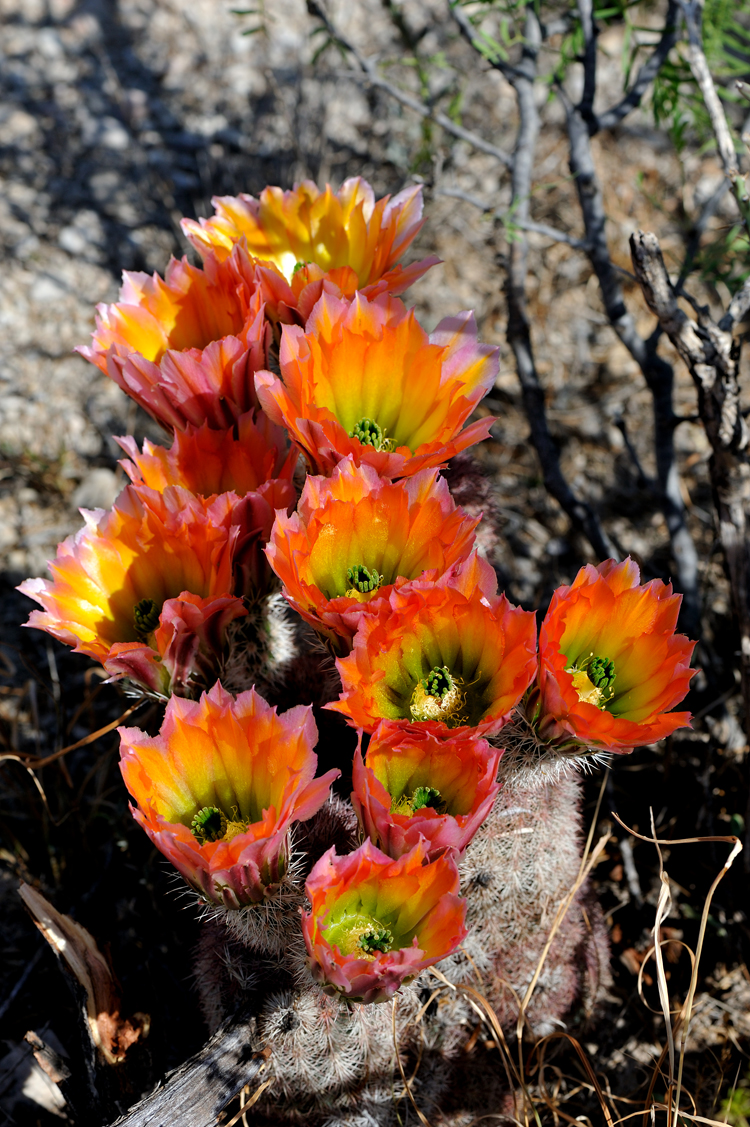 Echinocereus dasyacanthus, USA, Texas, Pecos Co.