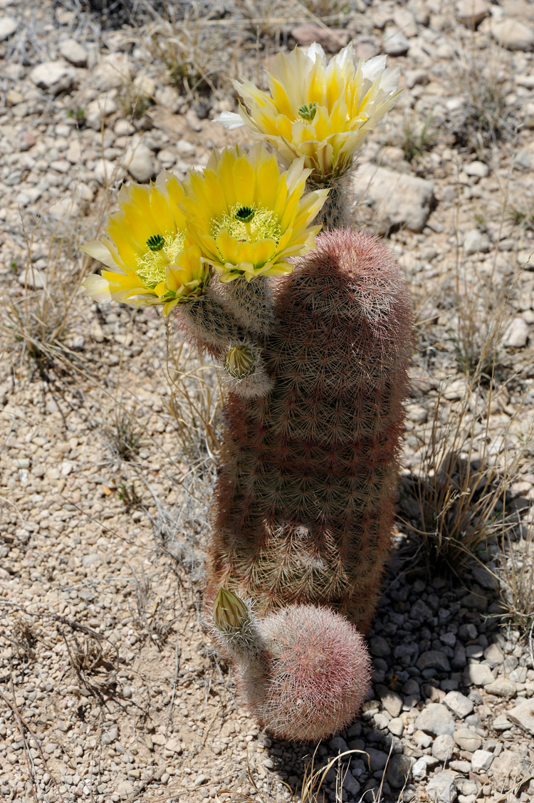 Echinocereus dasyacanthus, USA, Texas, Pecos Co.
