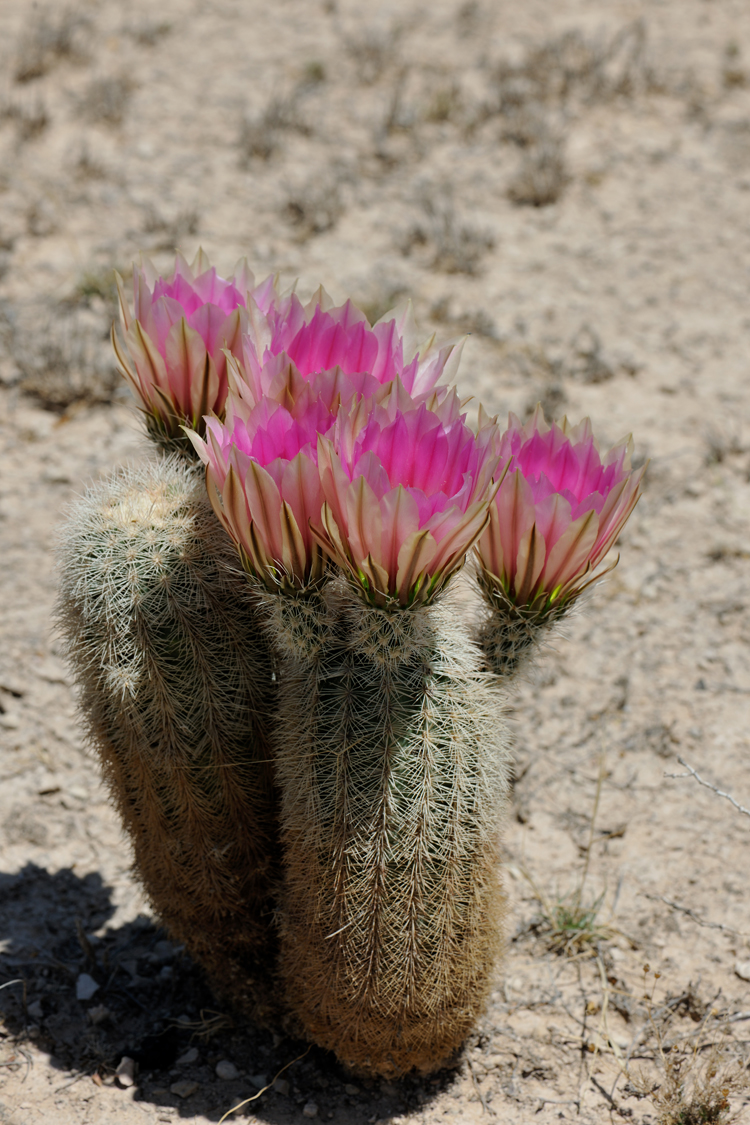 Echinocereus dasyacanthus, USA, Texas, Pecos Co.