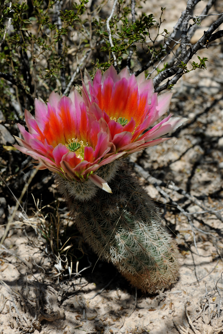 Echinocereus dasyacanthus, USA, Texas, Pecos Co.