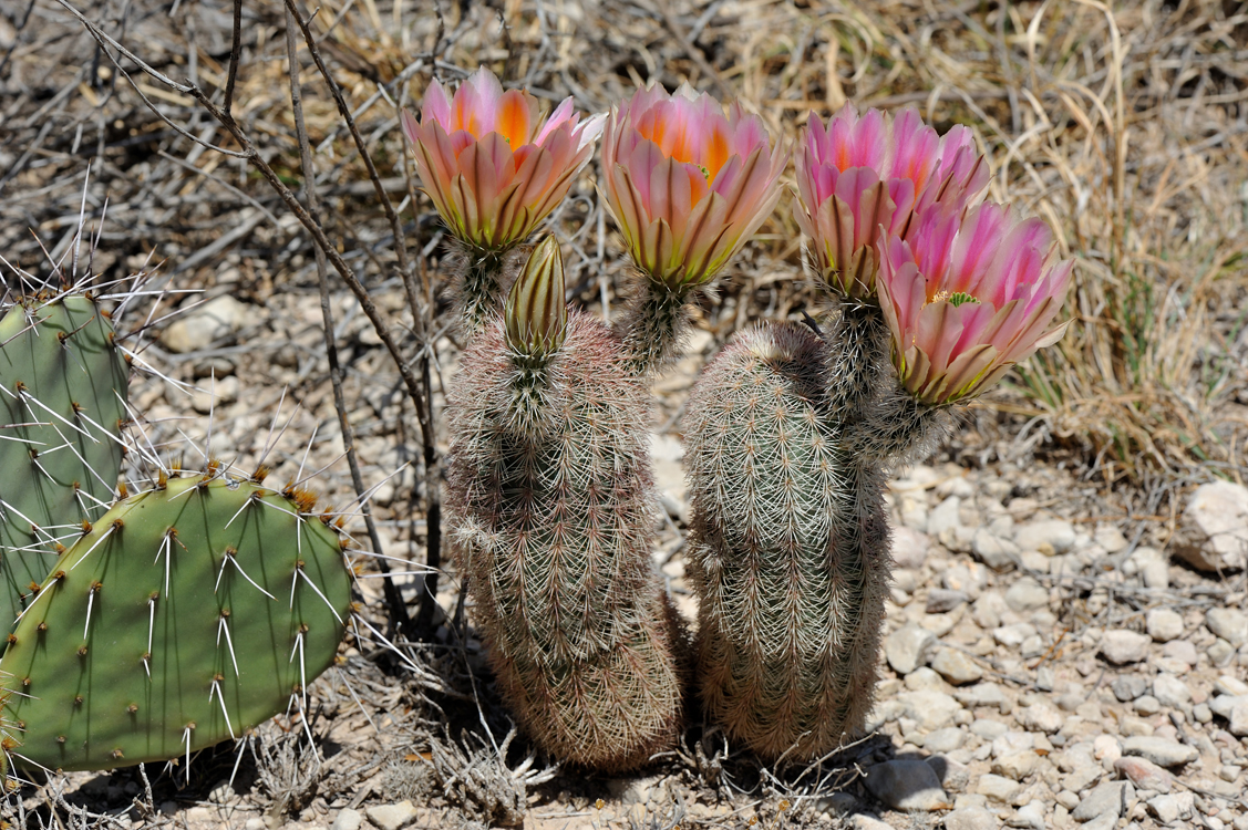 Echinocereus dasyacanthus, USA, Texas, Pecos Co.