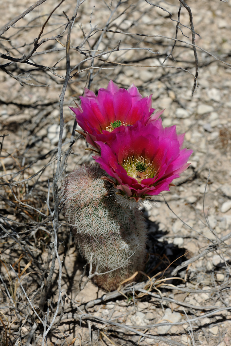 Echinocereus dasyacanthus, USA, Texas, Pecos Co.