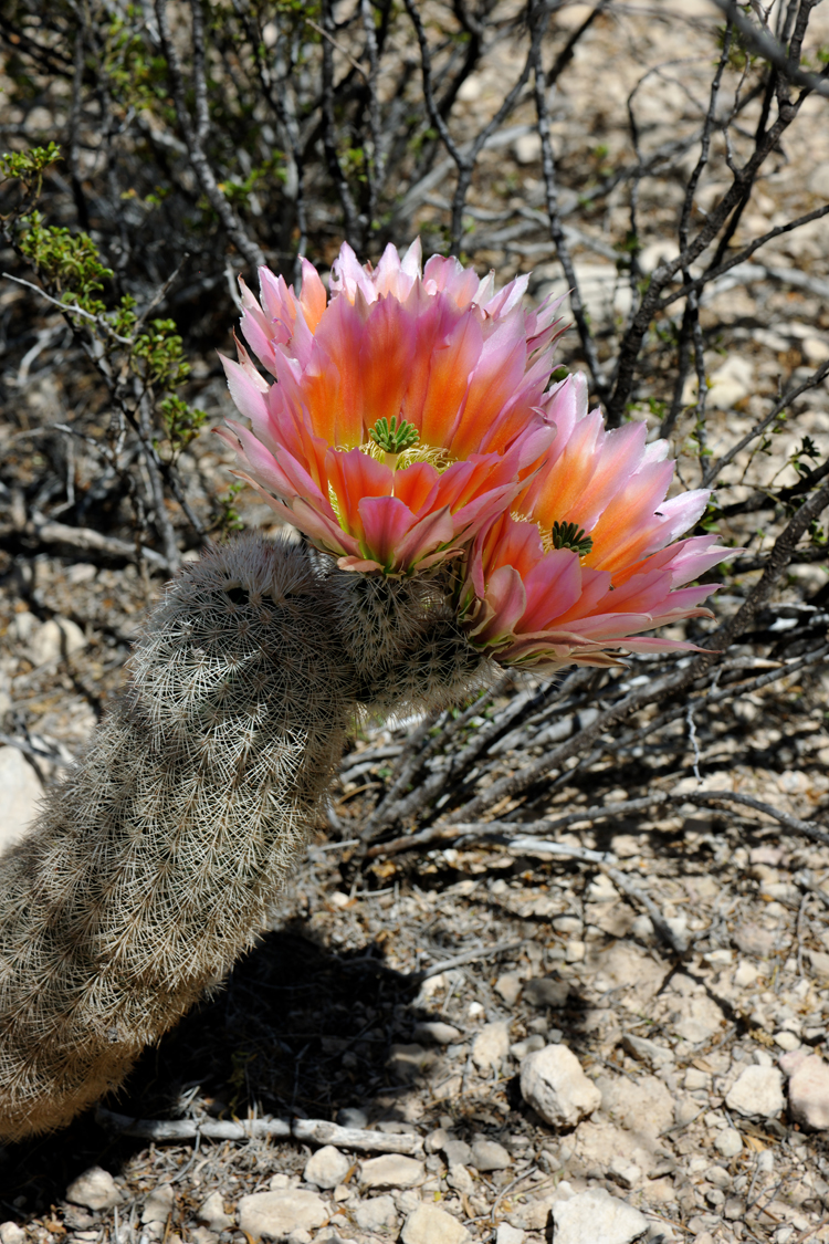 Echinocereus dasyacanthus, USA, Texas, Pecos Co.