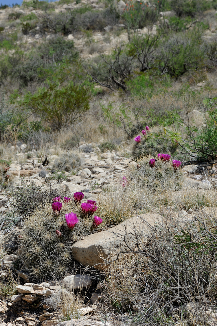 Echinocereus stramineus, USA, Texas, Pecos Co.