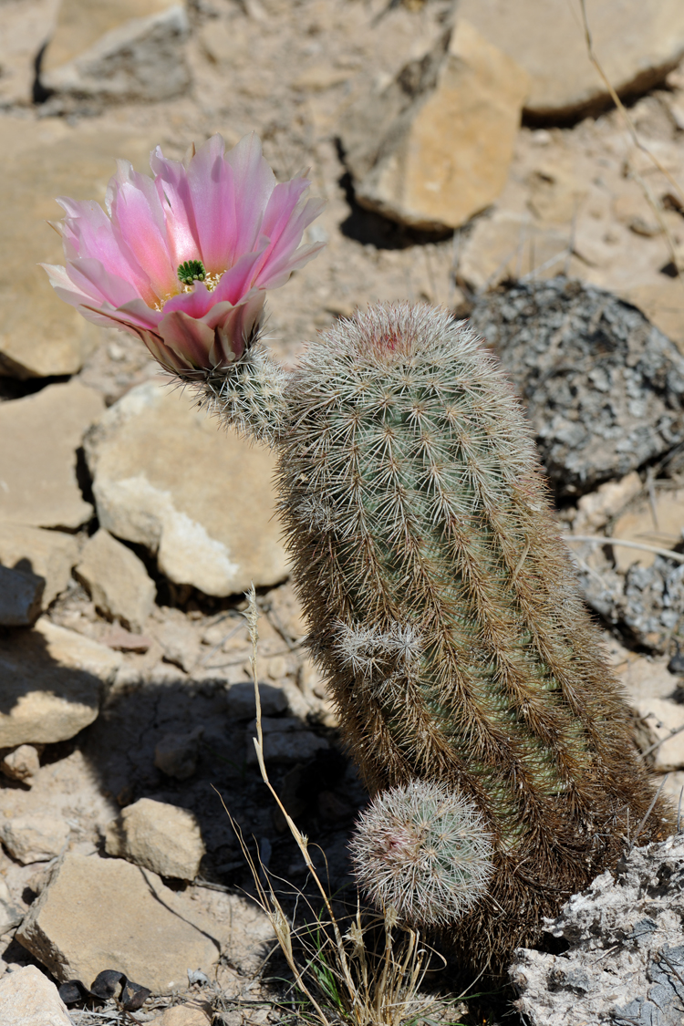 Echinocereus dasyacanthus, USA, Texas, Pecos Co.