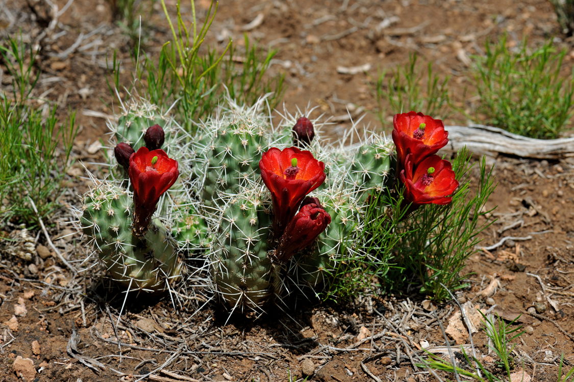 Echinocereus mojavensis fa. inermis, USA, Colorado, Mesa Co.