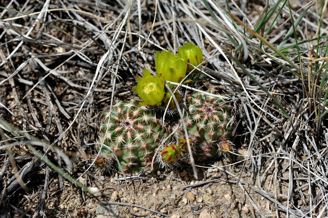 Echinocereus viridiflorus, USA, Colorado, Chaffee Co.