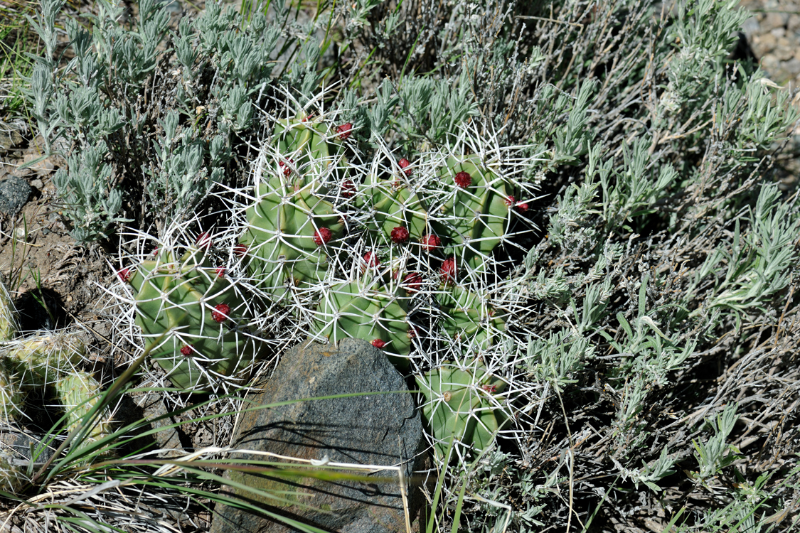 Echinocereus triglochidiatus, USA, Colorado, Chaffee Co.