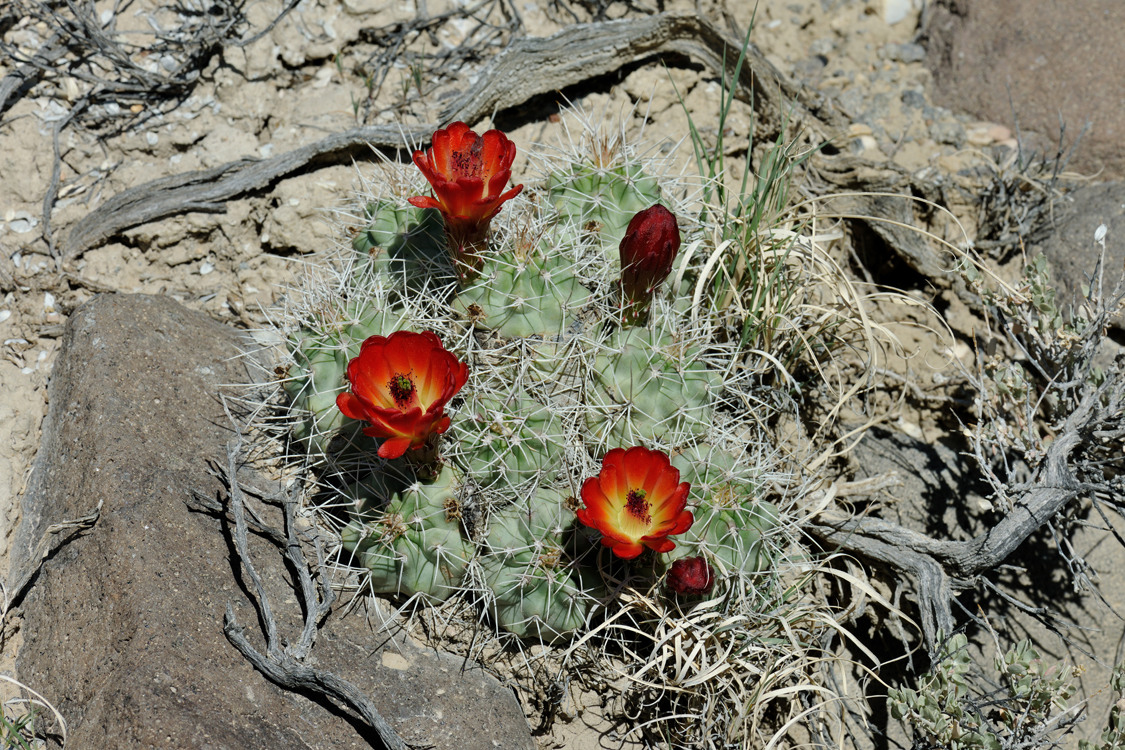 Echinocereus mojavensis, USA, Utah, Sevier Co.