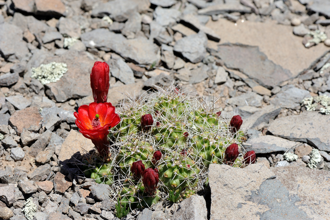 Echinocereus mojavensis, USA, Utah, Wayne Co.