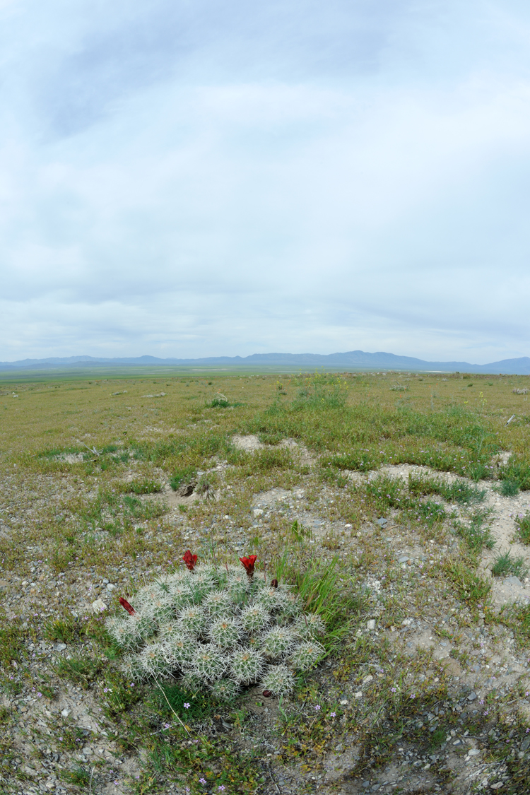 Echinocereus mojavensis, USA, Utah, Tooele Co.