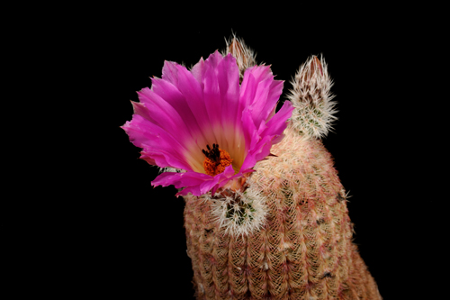 Echinocereus rigidissimus, Mexico, Sonora, Rosario