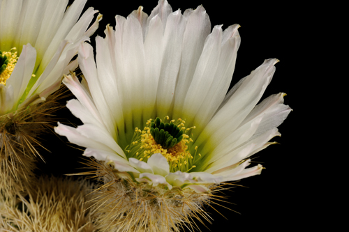 Echinocereus grandis, Mexico, Baja California, Isla Esteban