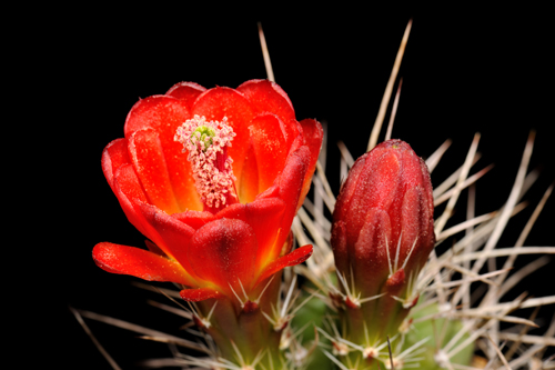 Echinocereus mojavensis, USA, Utah, Cisco