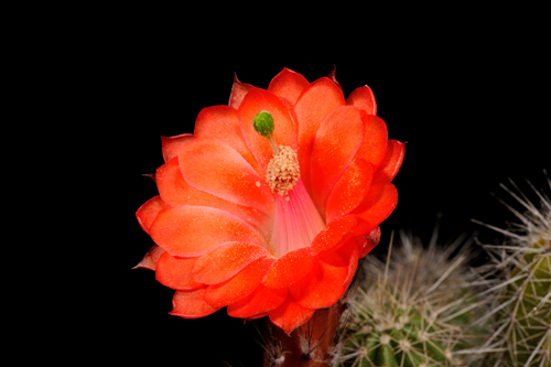 Echinocereus ortegae, Mexico, Durango, Canelas - Topia