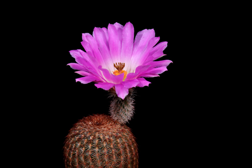 Echinocereus rigidissimus, USA, Arizona, Sonoita