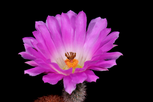 Echinocereus rigidissimus, USA, Arizona, Sonoita