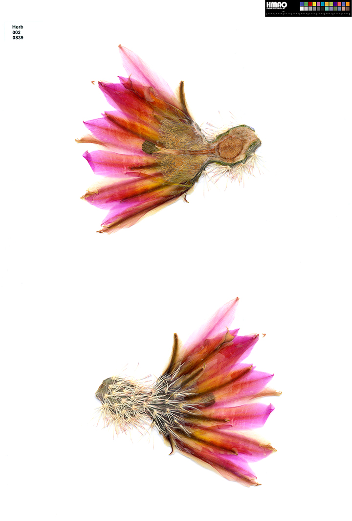 HMAO-003-0839 - Echinocereus dasyacanthus, USA, Texas, Ellyson
