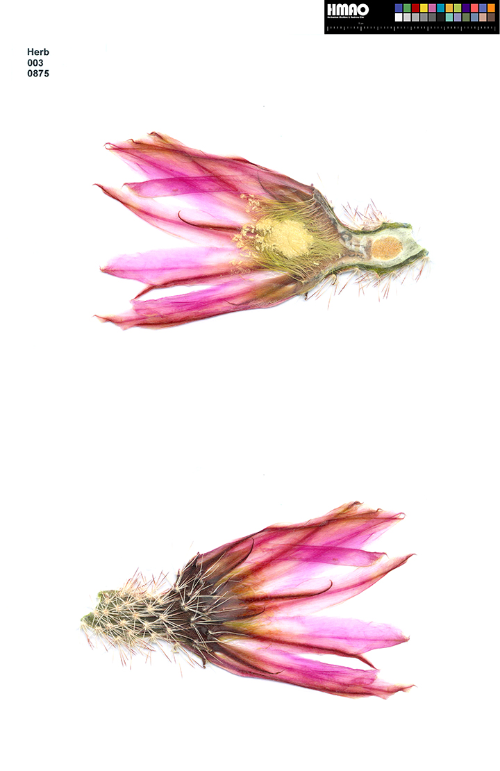 HMAO-003-0875 - Echinocereus pectinatus, Mexico, Chihuahua, Hidalgo del Parral-Rodeo