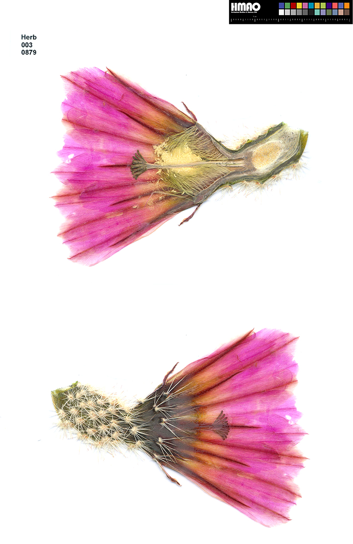 HMAO-003-0879 - Echinocereus pectinatus, Mexico, Coahuila, Hipolito