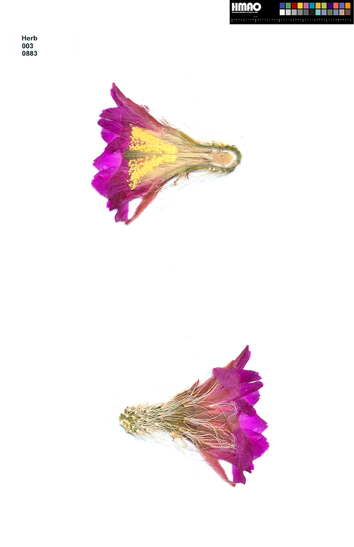 HMAO-003-0883 - Echinocereus nivosus, Mexico, Coahuila, El Cinco