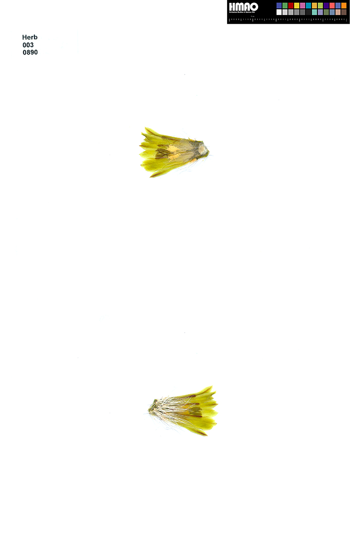 HMAO-003-0890 - Echinocereus canus, USA, Texas, Solitario