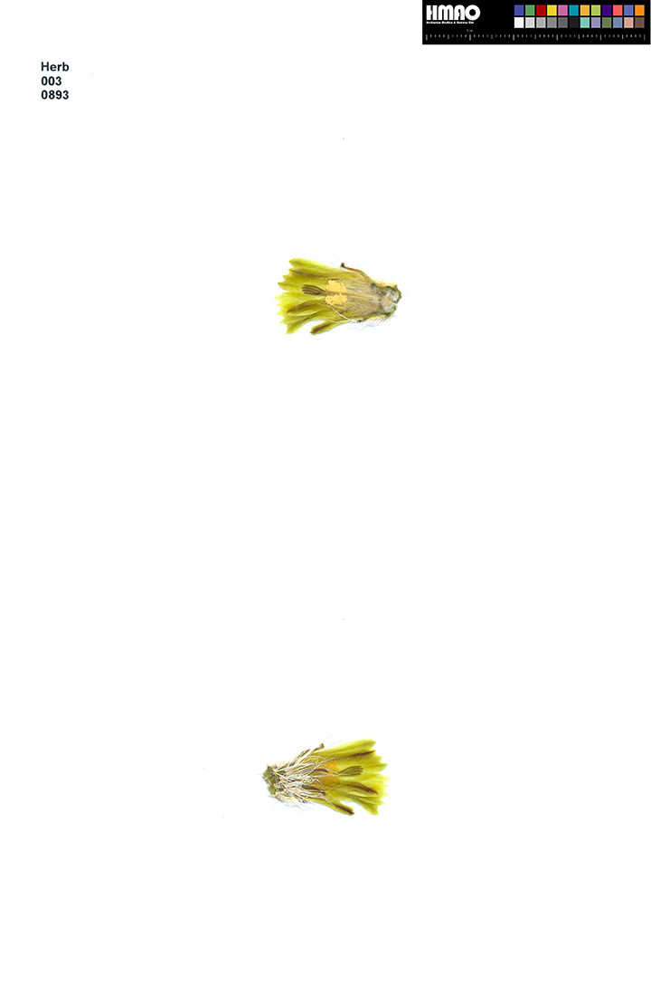 HMAO-003-0893 - Echinocereus canus, USA, Texas, Solitario